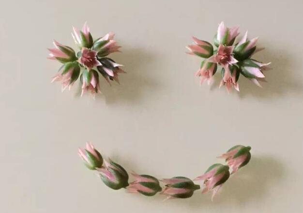~{ƷƱƺρɽ¼